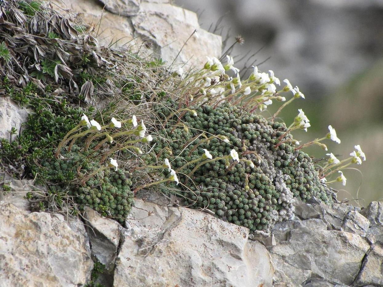 Saxifraga tombeanensis / Sassifraga del Monte Tombea